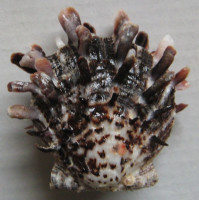 Spondylus barbatus L.A. Reeve, 1856